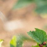Отрава от колорадского жука Командор: как правильно развести и обработать картофель