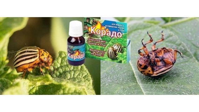 Препарат Корадо от колорадского жука: особенность, использование, как разводить