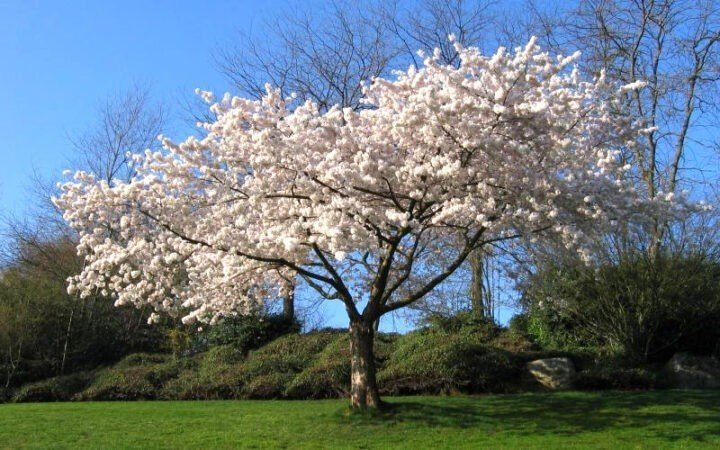 Цветущая вишня дерево