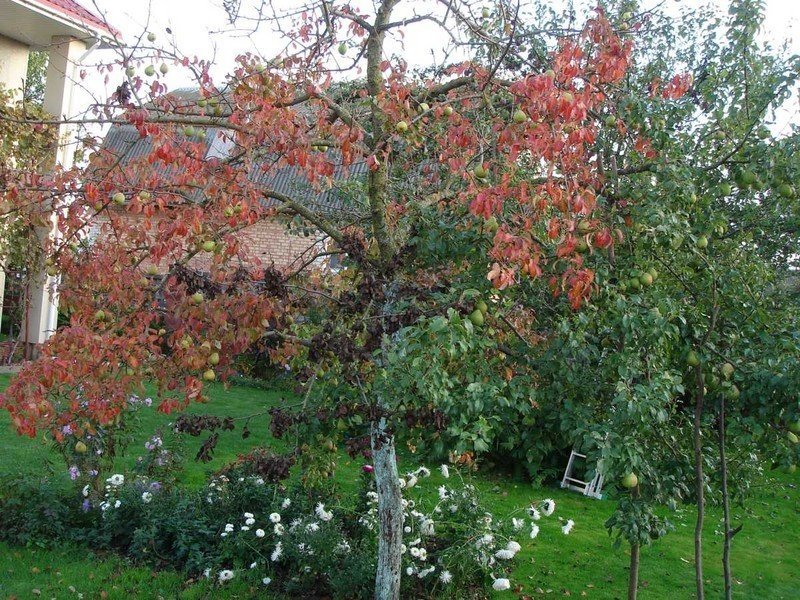 Яблоня с красными листьями