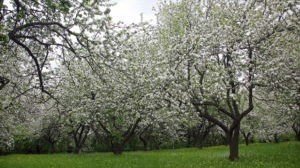 Цветущий яблоневый сад коньково