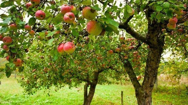 Особенности посадки яблонь в Сибири: выбор сорта, участка, рекомендации по высаживанию и уходу