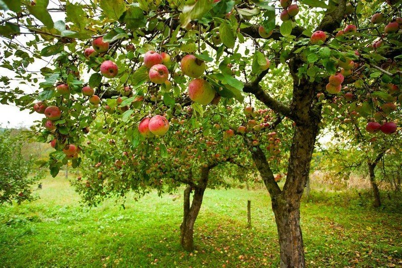 Яблоня орлинка дерево