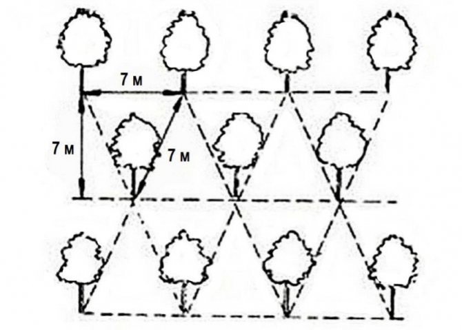 Схема посадки плодовых деревьев в саду