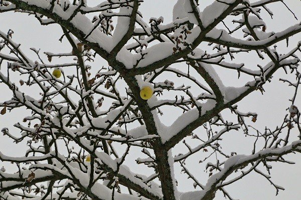 Снежный кальвин яблоня
