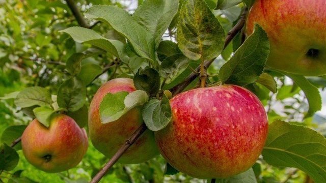 Выращивание яблони сорта Богатырь