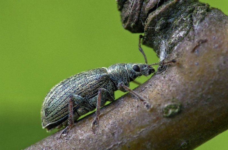 Зеленый жук листовой долгоносик