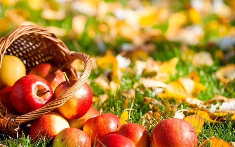 Осенний пикник яблоки