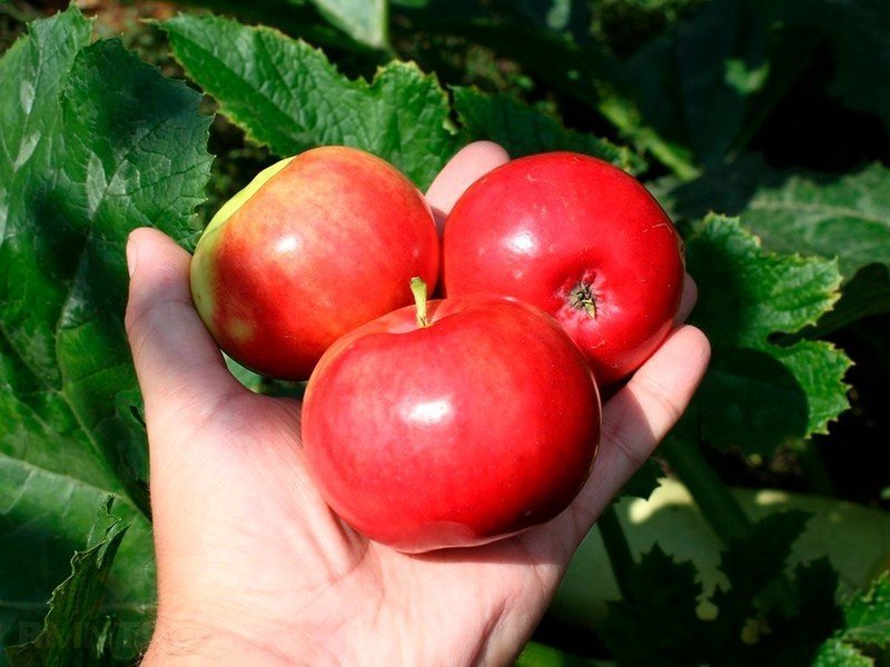 Яблоня сорт сябрына