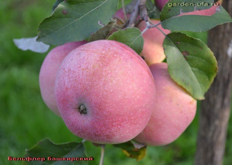 Башкирская красавица яблоня