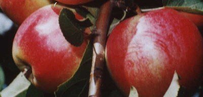 Кандиль синап яблоня
