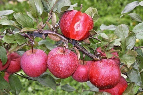 Яблоня с красной мякотью