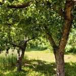 Яблоня Уралец — тонкости выращивания