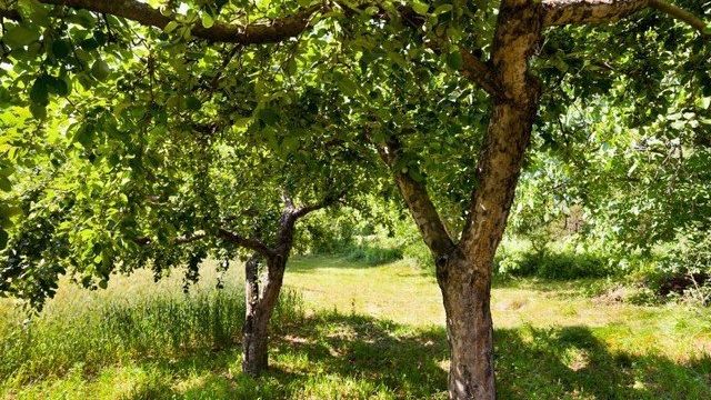 Яблоня Уралец — тонкости выращивания