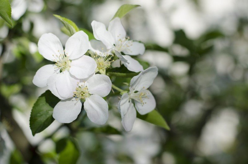 Сибирская яблоня цветет
