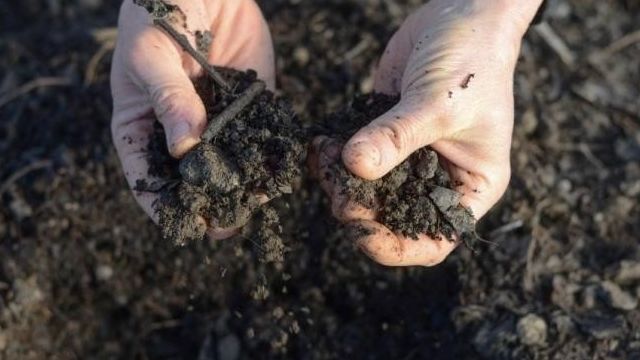 Как восстановить почву в теплице без химии