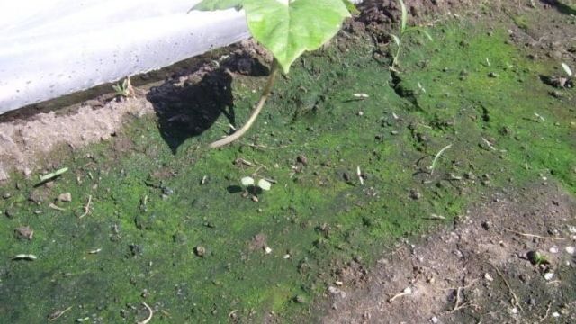 Что делать, если почва в теплице позеленела или покрылась мхом?