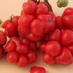 Характеристика и описание сорта томата Хайпил 108 f1, урожайность