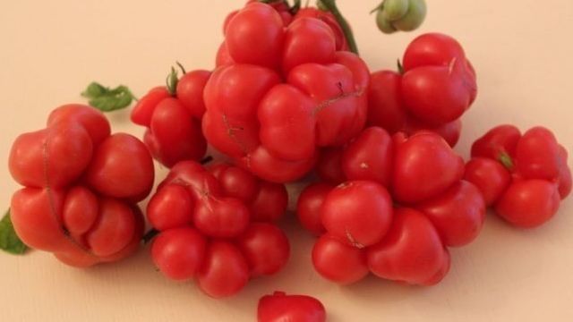 Характеристика и описание сорта томата Хайпил 108 f1, урожайность