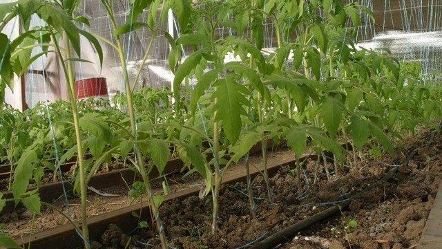 Как Выращивать Помидоры в Теплице Зимой и Летом > Видео