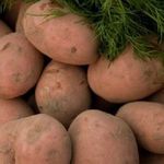 Картофель Вектор: описание сорта, урожайность, отзывы