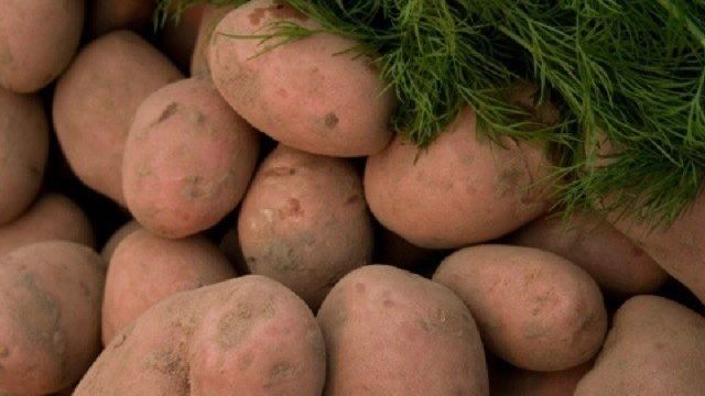Картофель Вектор: описание и характеристика сорта, урожайность, отзывы, фото