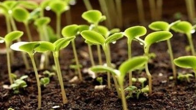 Научно-исследовательская работа « Проращивание семян фасоли в разных условиях»
