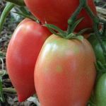 Неприхотливый сорт томата с крупными вкусными плодами сибирской селекции «Кенигсберг»