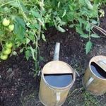 Описание и характеристика томатов сорта «Ракета»