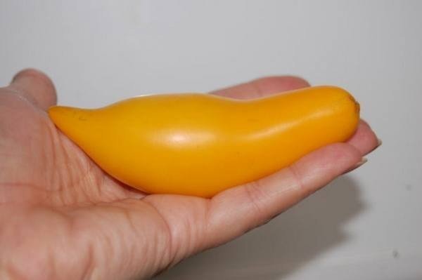 Томат банан оранжевый