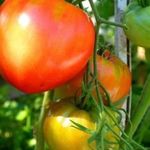 Описание и урожайность сорта томата Данко
