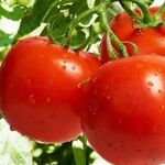 Описание томата Золотой король и рекомендации по выращиванию сорта