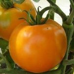 Оранжевое чудо — томат «Дина»