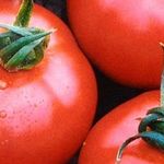 Отечественный крепыш на радость огороднику — томат Волгоградец
