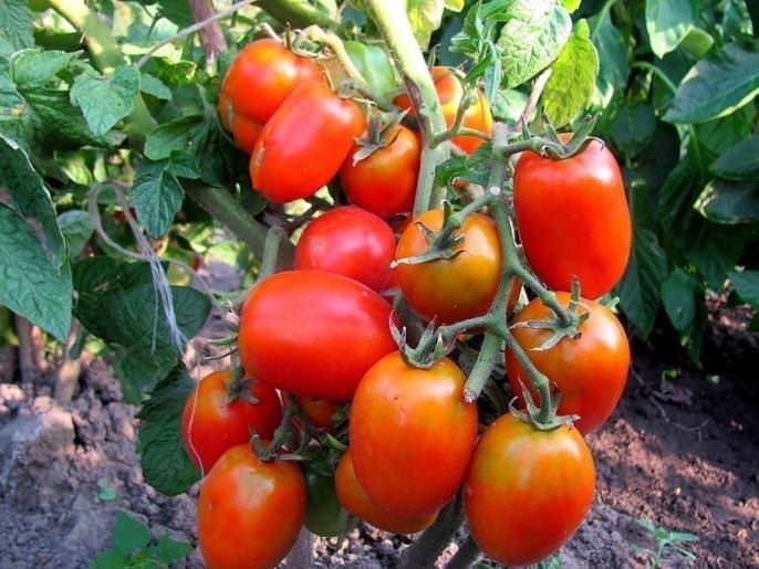 Сорт буян помидоры
