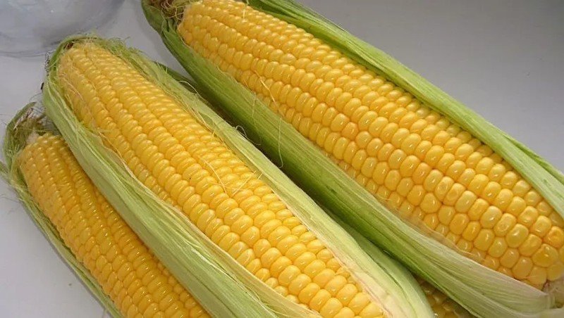 Генномодифицированная кукуруза сорта