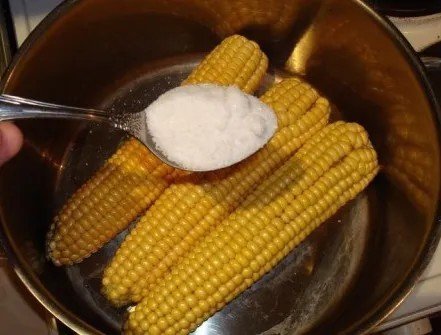 Сколько варить кукурузу в початках