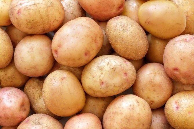 Ранние сорта картофеля