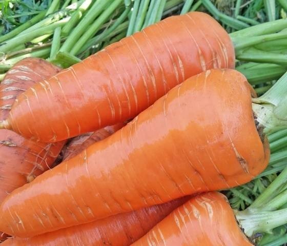 Морковь сорт шантанэ роял