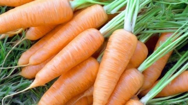 Сорта моркови для зимнего хранения