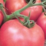 Томат Розовое чудо 14 фото характеристика, описание сорта и урожайность помидор F1, отзывы