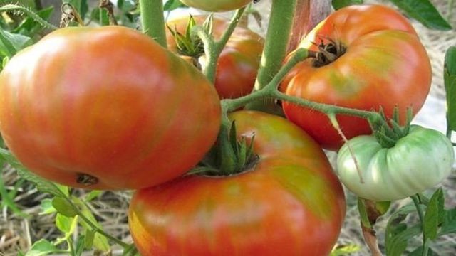 Томат Сибирский козырь: характеристика и описание сорта, отзывы об урожайности помидоров, фото семян
