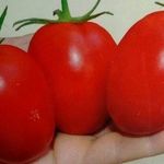 Урожайный подарок от голландских специалистов — томат Паленка F1