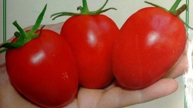 Урожайный подарок от голландских специалистов — томат Паленка F1