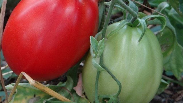 Всегда отличный урожай на вашей грядке — томат Абруццо