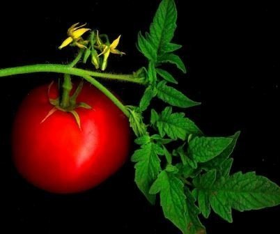Томат upstate oxheart tomato