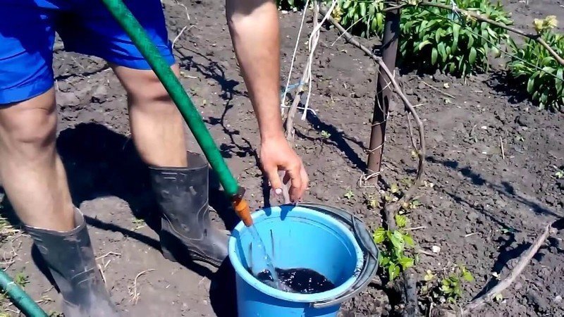 Внесение органических удобрений под виноград