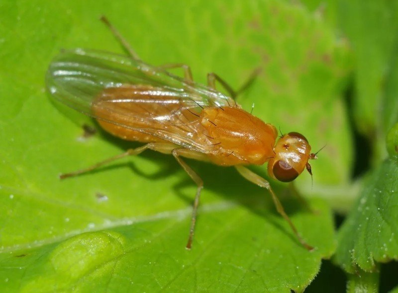 Луковая минирующая муха