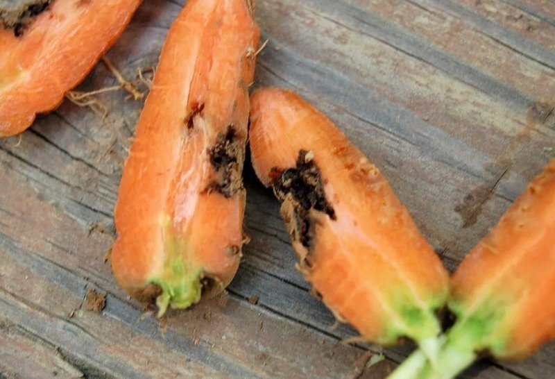 Профилактика нападения вредителей на морковь сухая гниль на моркови