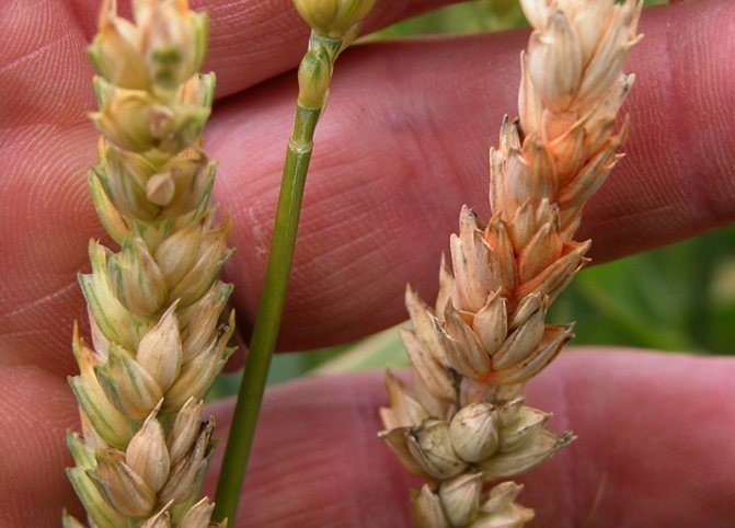 Фузариоз колоса озимой пшеницы